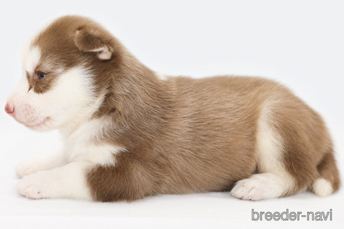 成約済の神奈川県のシベリアンハスキー-336740の3枚目